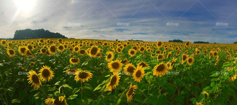 Sunflower fields in Maryland 