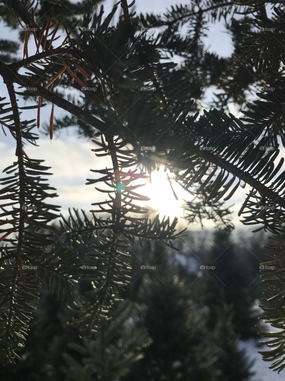 Sun through the branches 