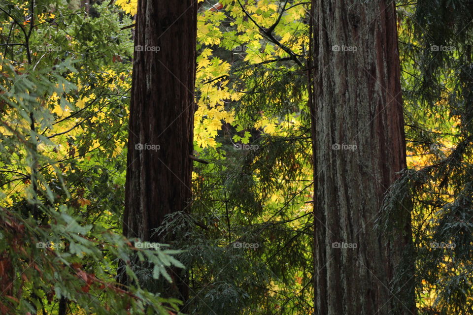 Yellow leaves behind stately redwoods 