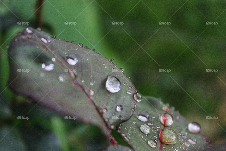a leaf of a rose afther rain with drops of wather.