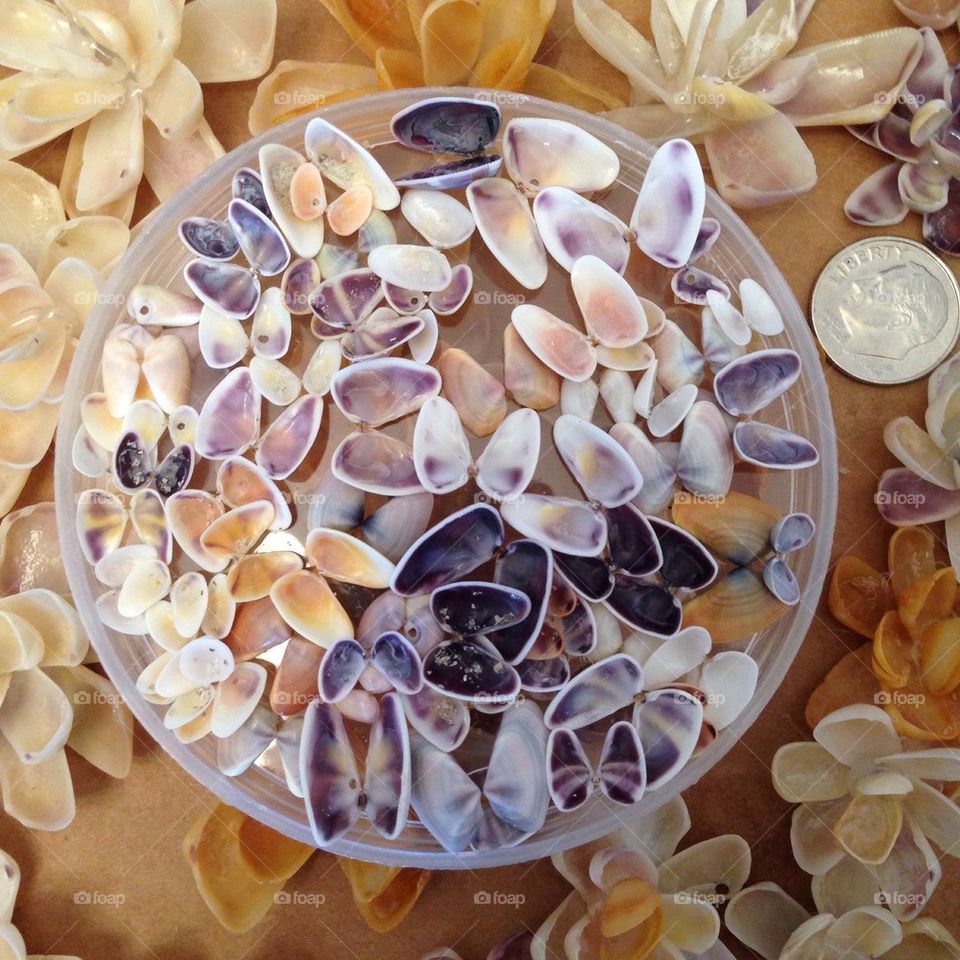 Coquina shells, Florida 