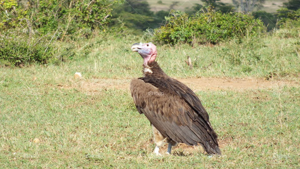 Vulture