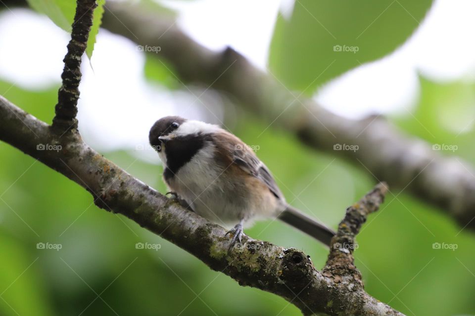 Bird perched on a tree, posing to me