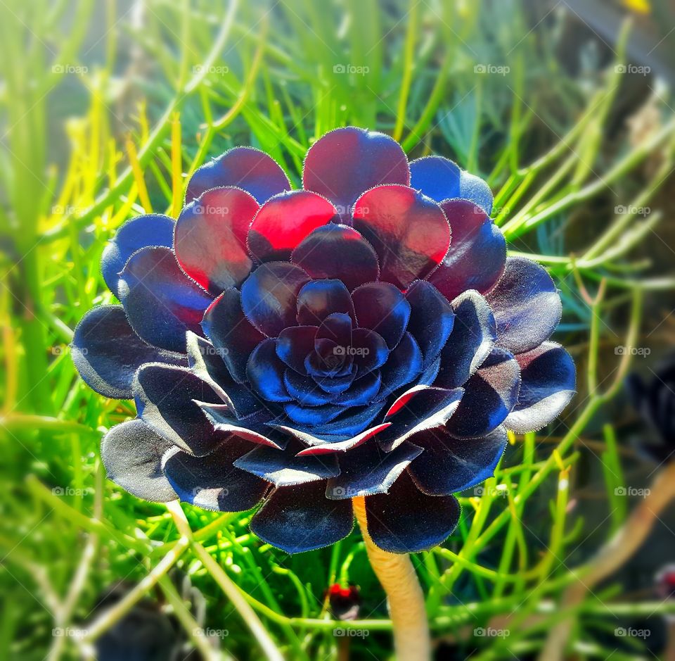 beautiful California flower/plant