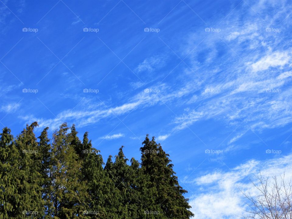 high clouds over trees