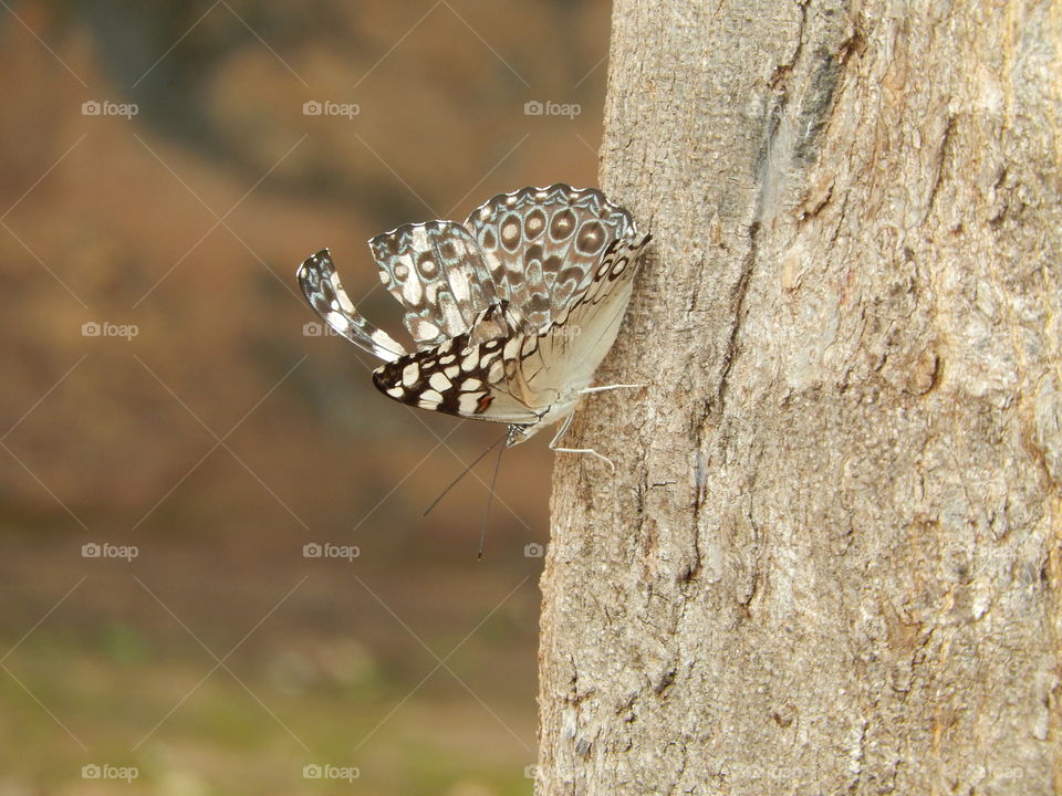 butterfly on tree