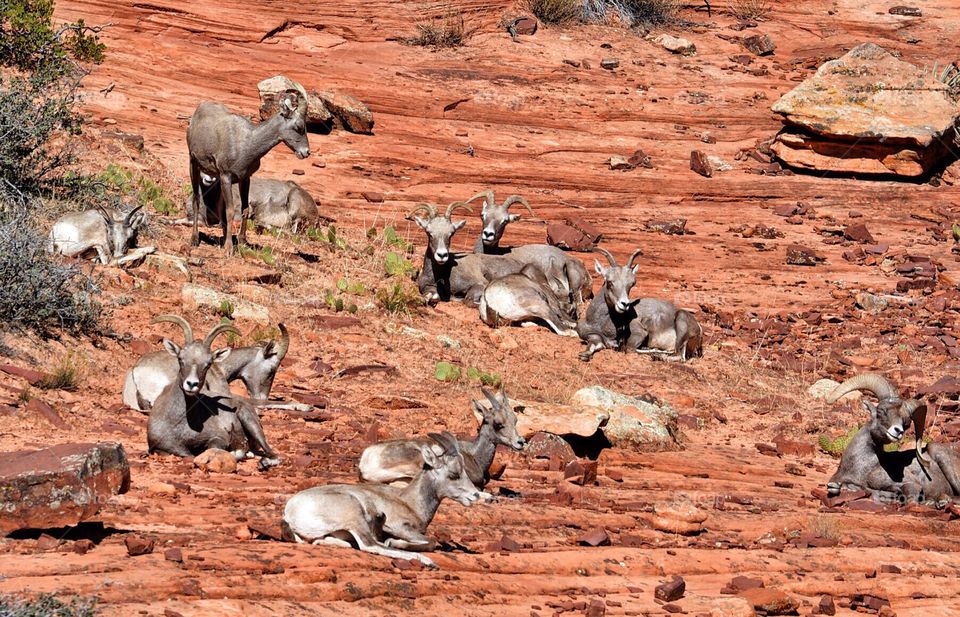 Mountain goats