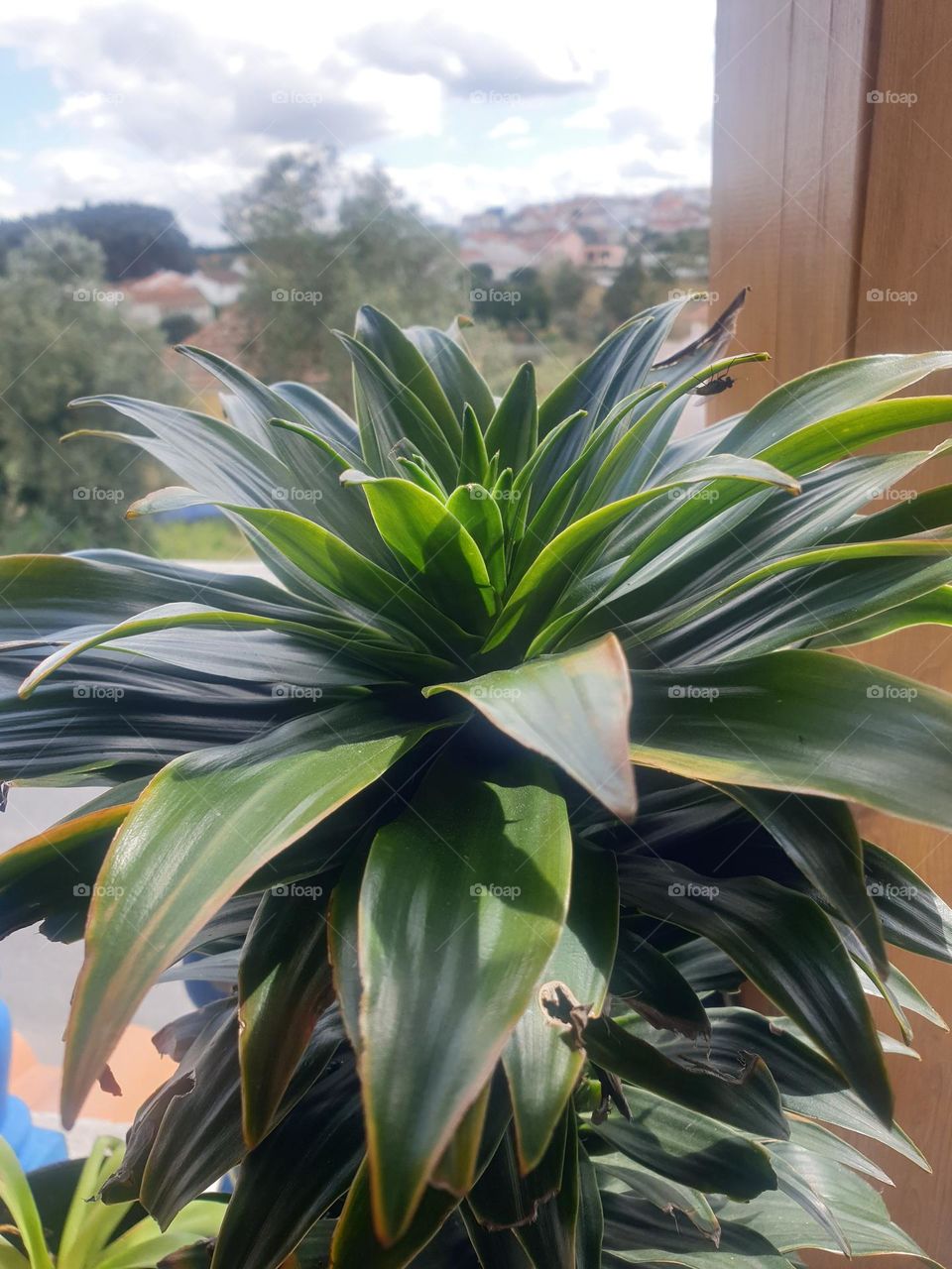 Dear Spring, I've been waiting for you all year...