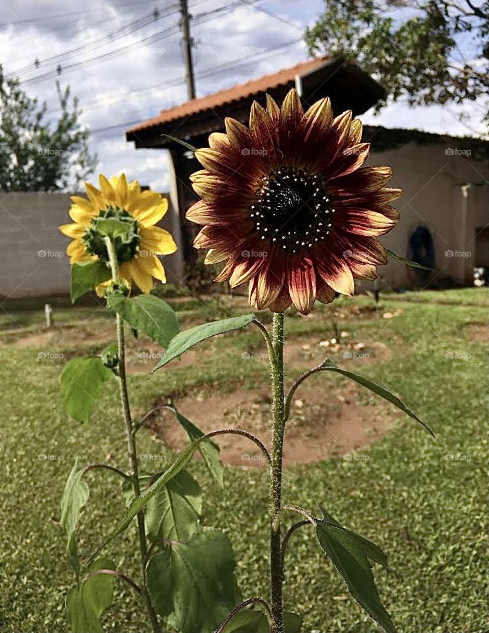 🌹 🇺🇸 Very beautiful flowers to brighten our day.  Live nature and its beauty. Did you like the delicate petals? / 🇧🇷 Flores muito bonitas para alegrar nosso dia. Viva a natureza e sua beleza. Gostaram das pétalas delicadas? 