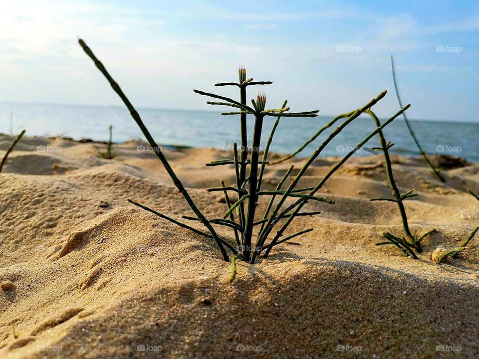 Sea shore.  In the beige sand, plants grow in a bizarre shape.  In the background the azure sea