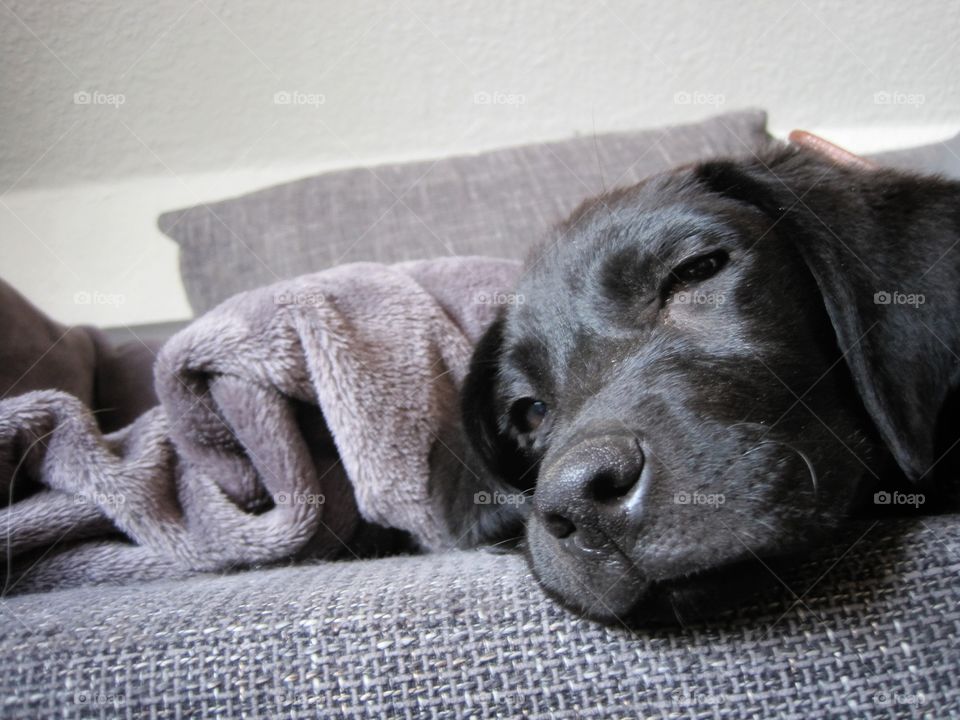 Amy the Labrador 🖤