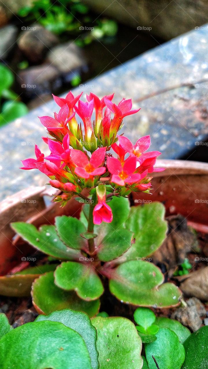 Beautiful Kalanchoe blossfeldiana flowers growing in the garden