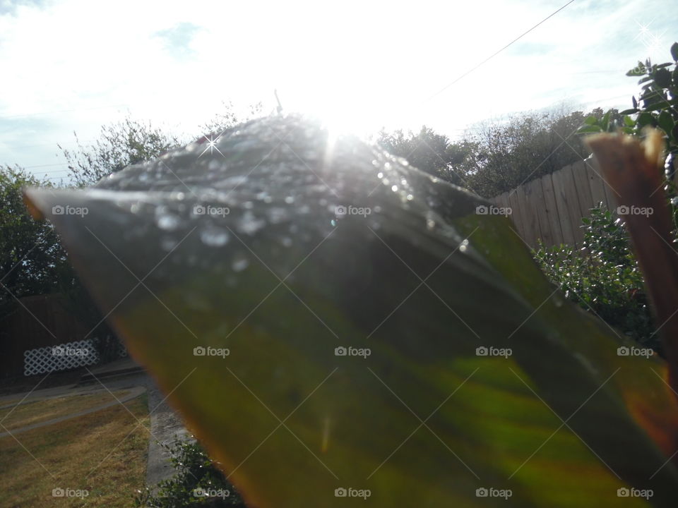 freshness 3. This is a picture of a plant after a rainstorm. 👣 🚶 🏃 🔥 💨