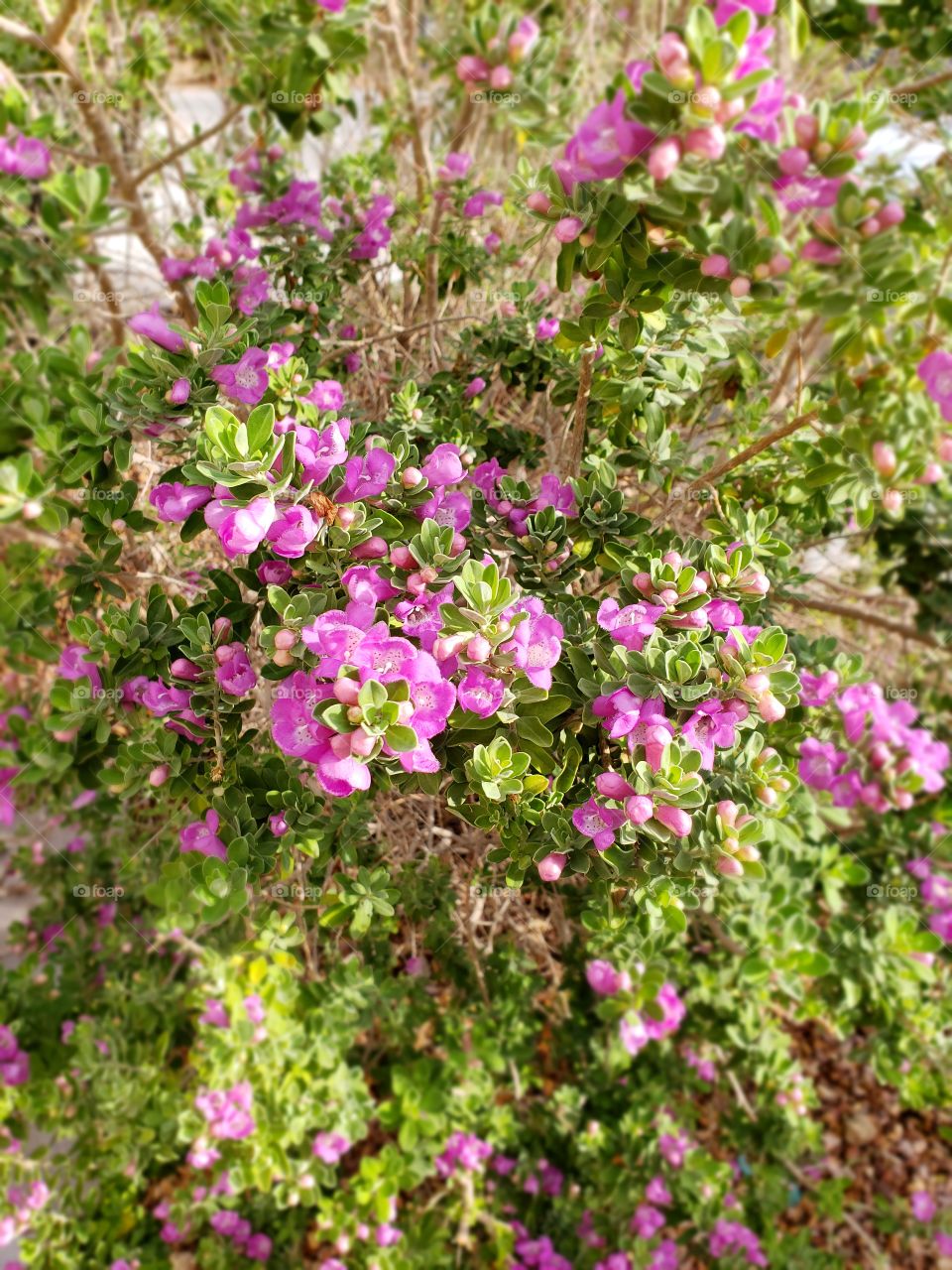 Full Blooms from the storm