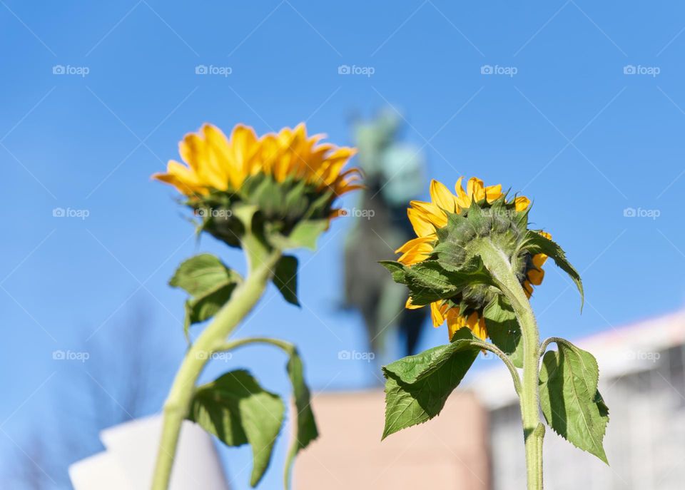 Helsinki, Finland - February 26, 2022: Two symbols of the for war in Ukraine, yellow sunflowers, in a rally against Russia’s military aggression in Ukraine and the equestrian statue of Marshal Mannerheim in downtown Helsinki.