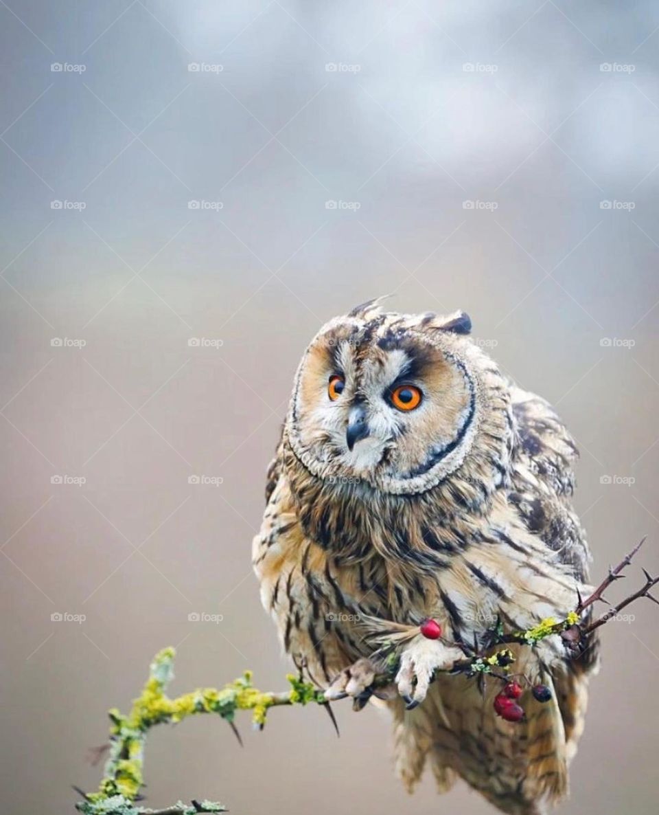 owl