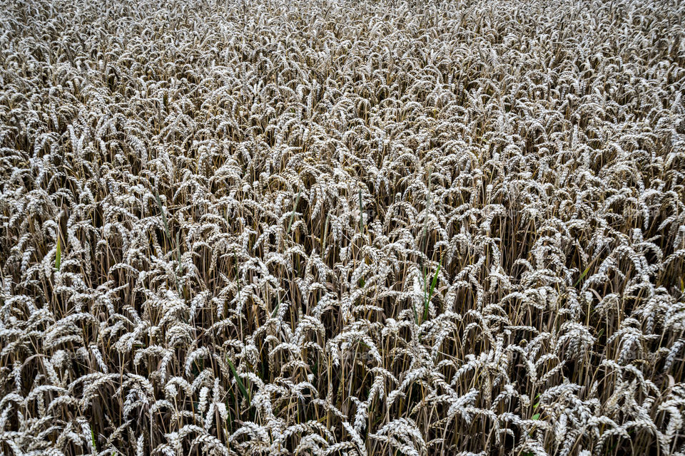 Wheat field