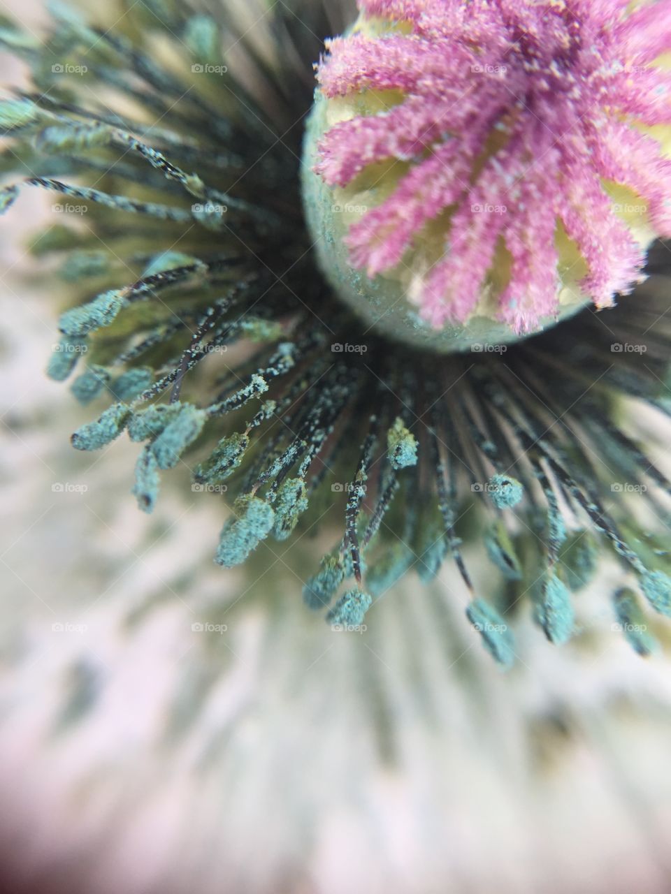 Flora core