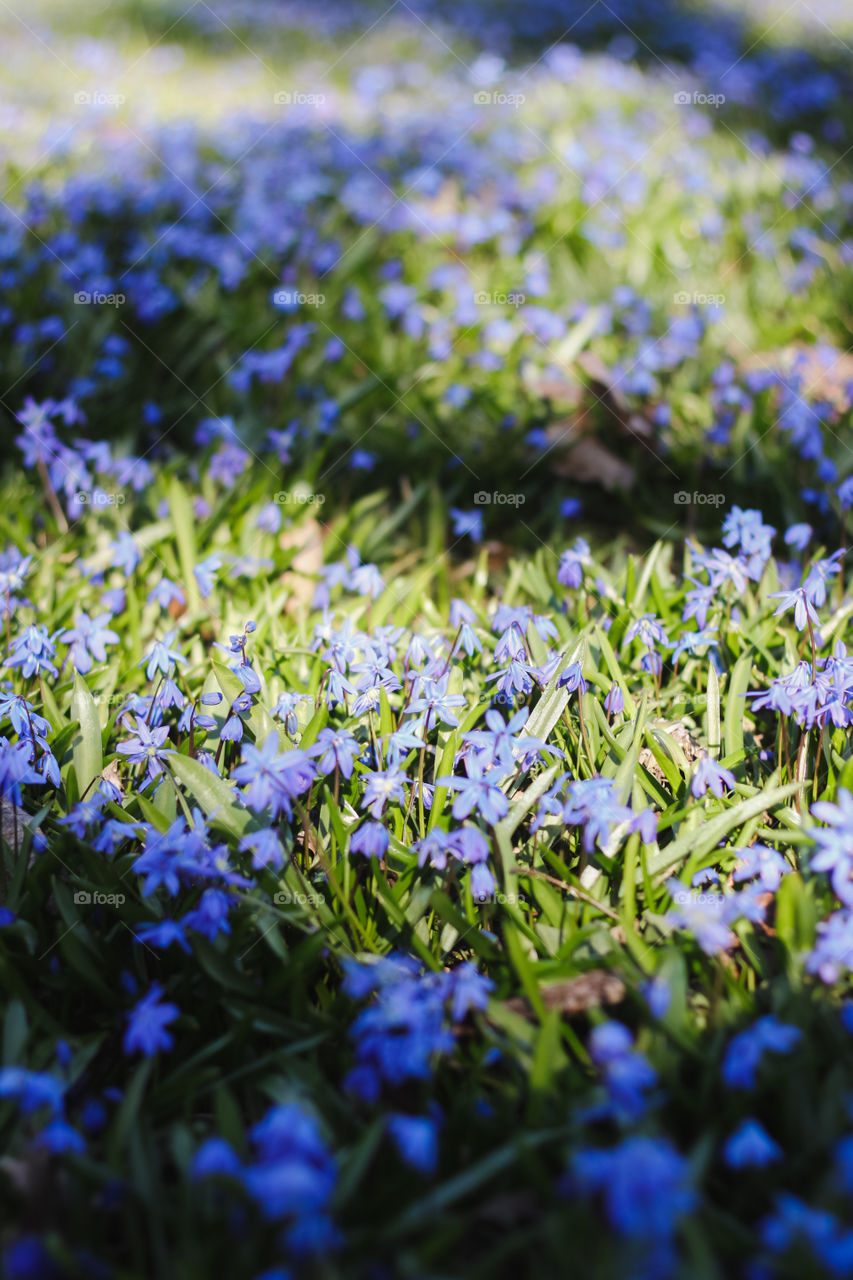 Blue flowers in a sunny day, springtime, fresh air