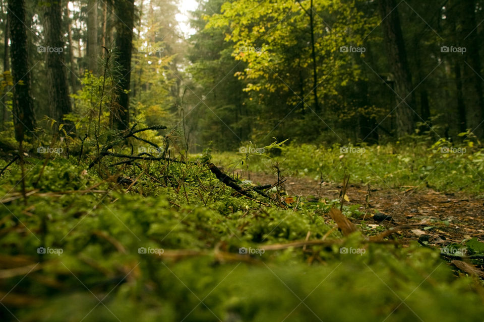 Wald