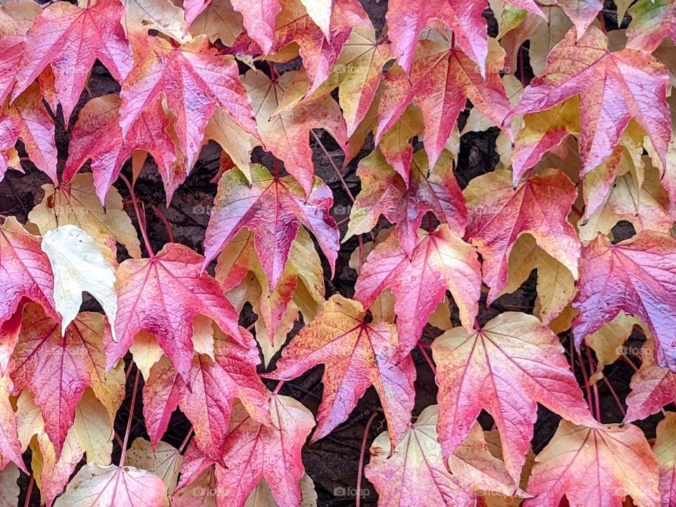 A wall of Autumn leaves (pretty background); most of the leaves are a blend of reds and yellows, predominately red