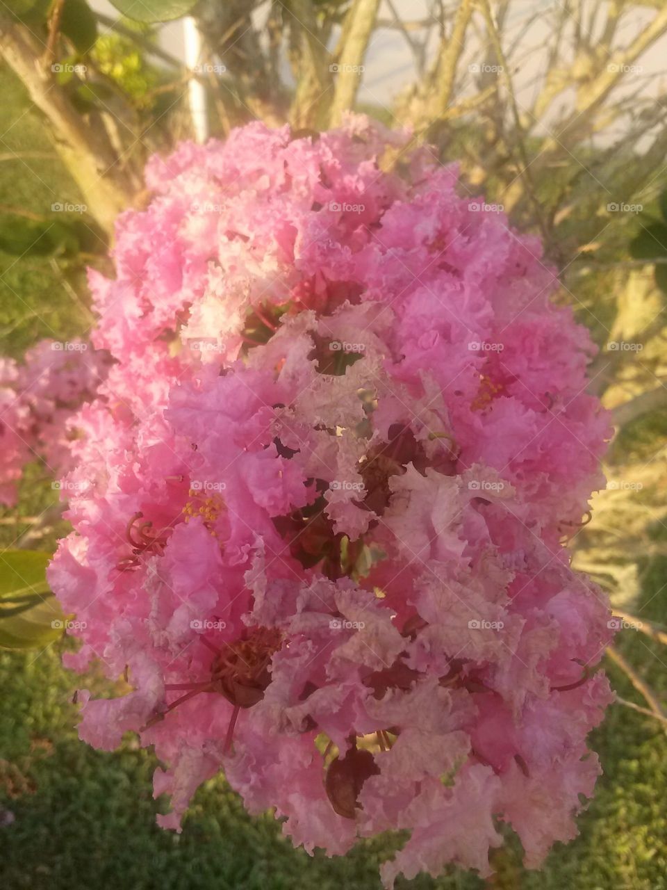 pink fluff . fluffy flower