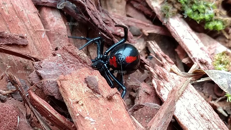 Nature, Wood, Insect, Outdoors, No Person