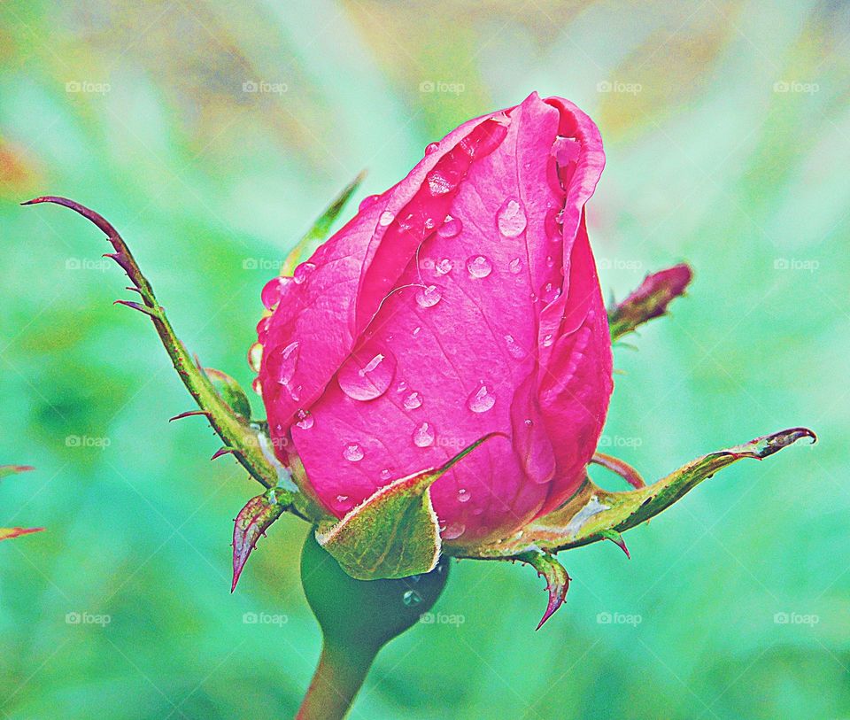 Color: Pink - A delicate pink rose bud coated with the morning raindrops on a green background