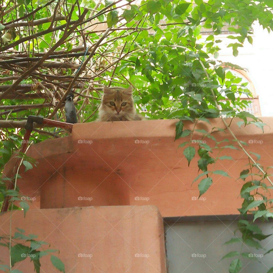 Beautiful cat looking at camera.