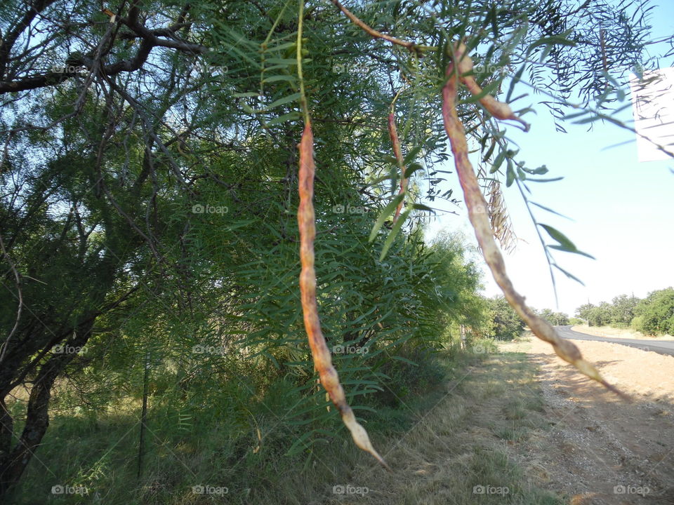 strings attached. This is a picture of some beans hanging from a tree branch. 👣 🚶 🏃 🔥 💨