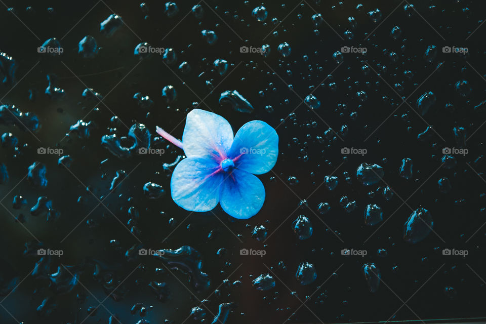 Flowers with water droplets