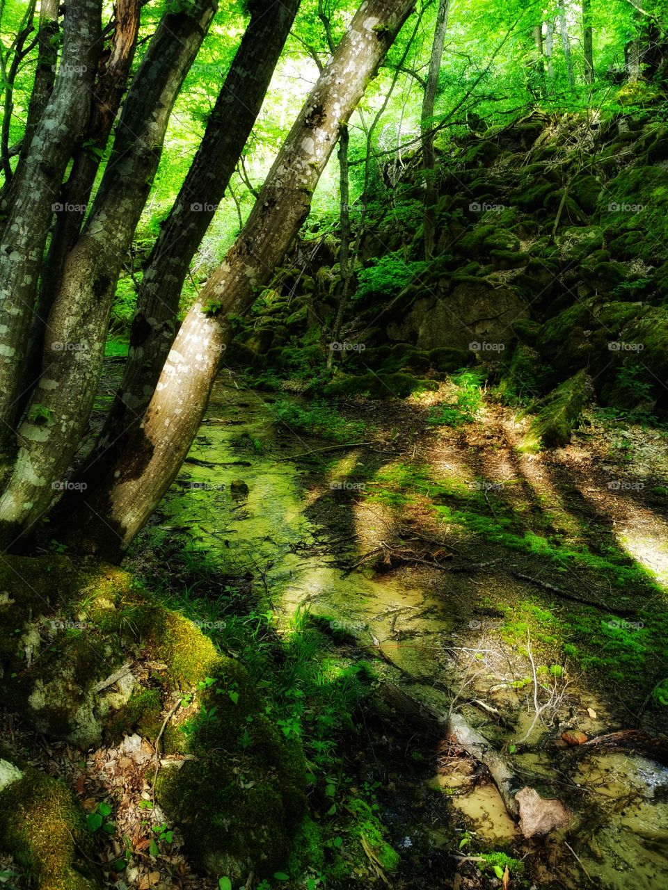 Green plant flower beauty nature greens outdoor horse wild portrait