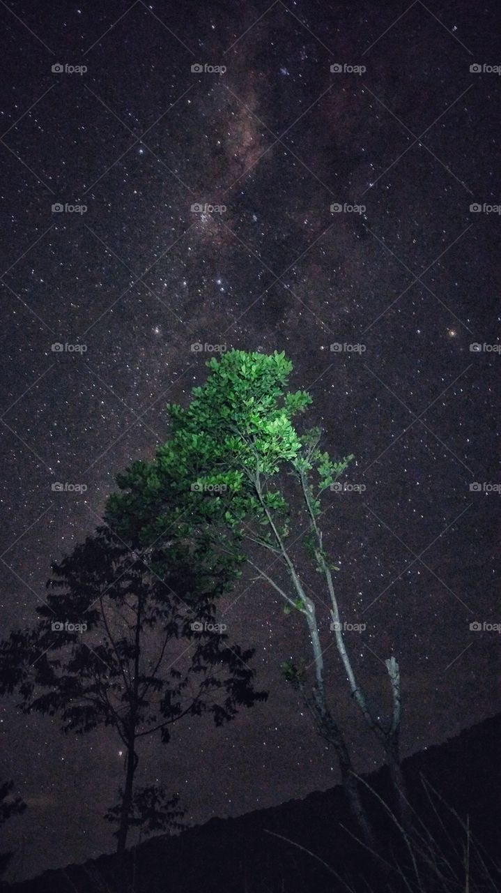 tree  of star
