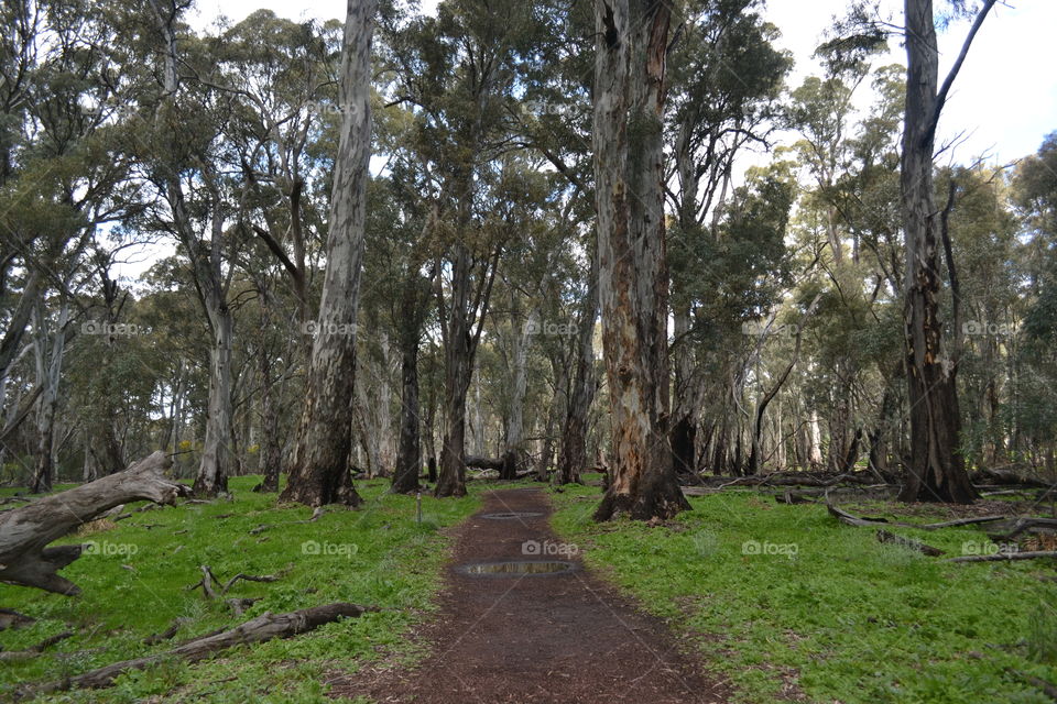 Hiking Trail through the gum trees, south Australia outback 