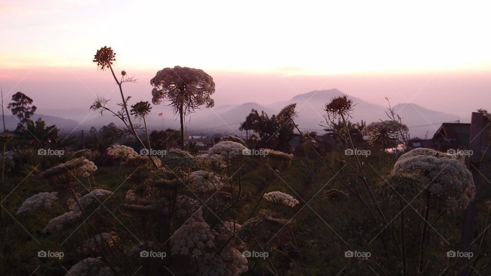 Flowers on Mount Gede