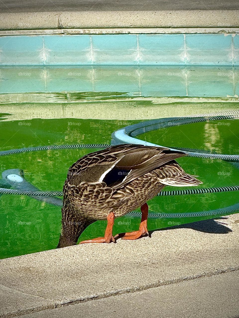 Mallard Duck Drinking