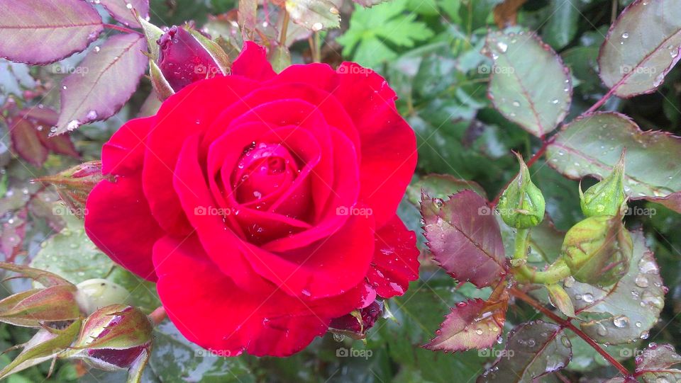 Red Rose 🌹 