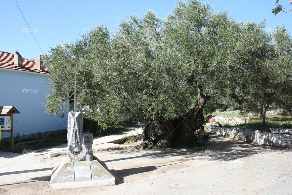 olive tree