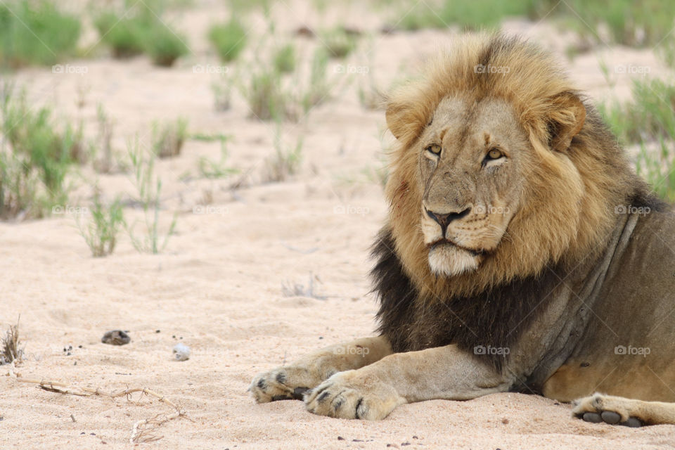 South Africa Vacation - The Mighty Lion - @rachelzecher 
