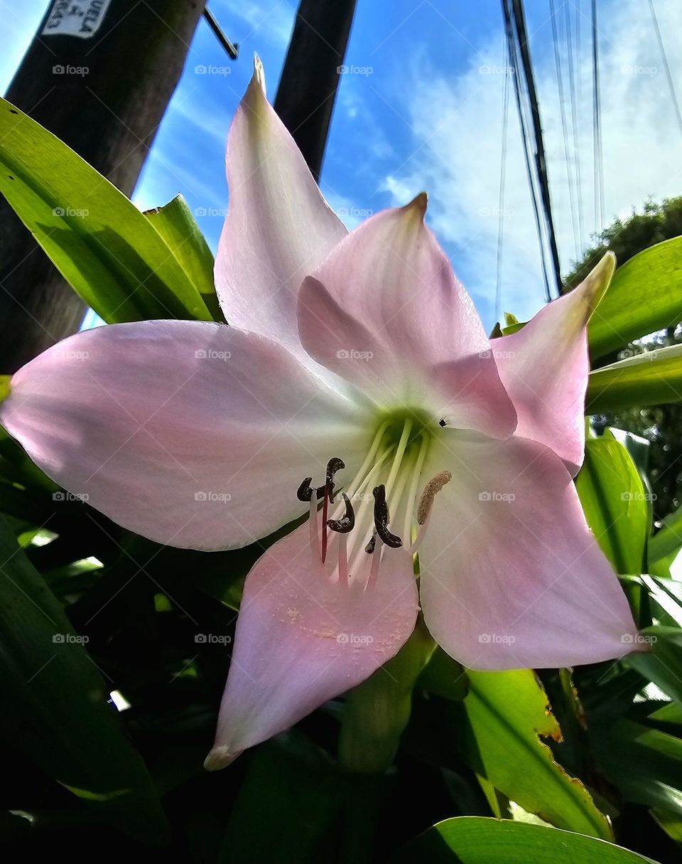 This is a fragrant, trumpet-shaped light pink flowers to 12cm in width. It is a swamp Lily, or sometimes called Powell swamp lily.