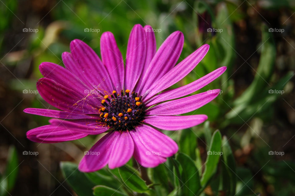 Clase-up of a pink flower in nature during day 
