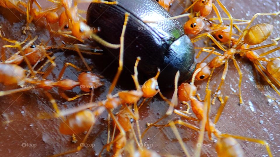 angry ants fighting an intruder, angry, angry ants, ants attacking, anger, ants got angry , insects got angry, angry insects