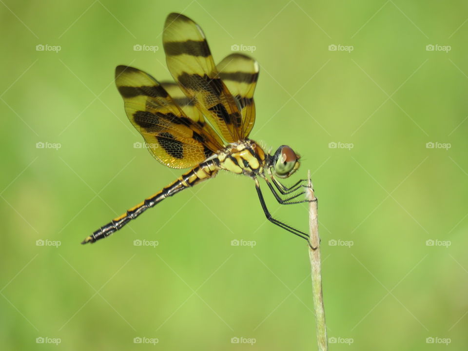 Halloween pennant dragonfly