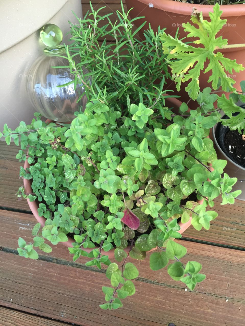 Formal gardening in container