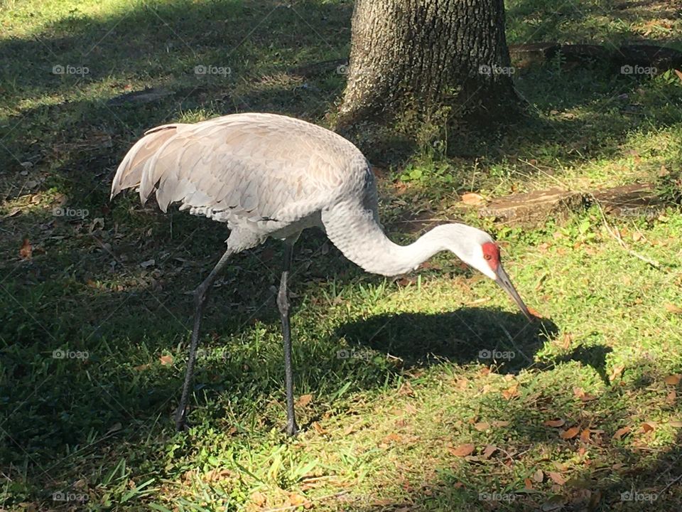 Sandhill crane eating bugs in the grass