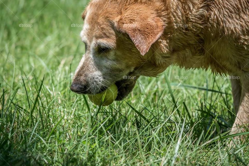 Dog with Tennis Ball 