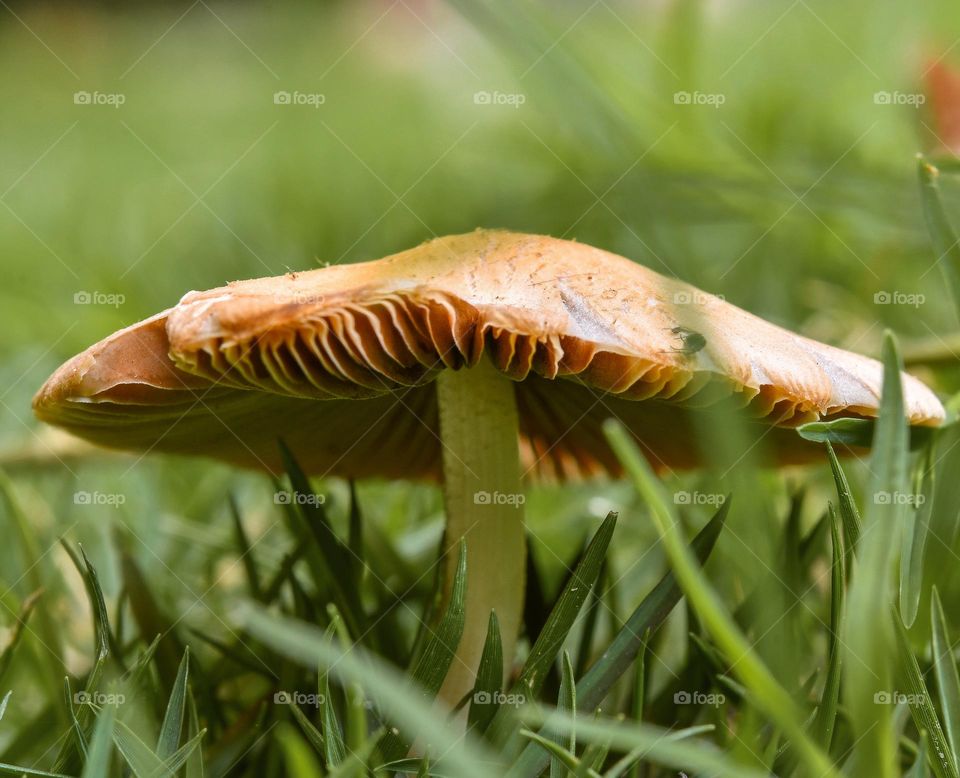 Mushroom