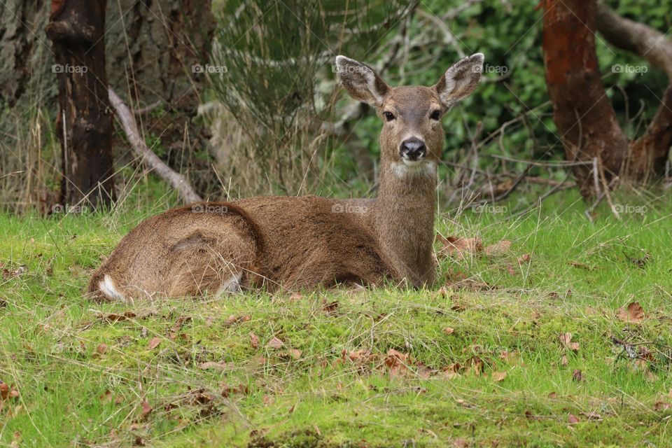 Deer laying on green grass by the tree