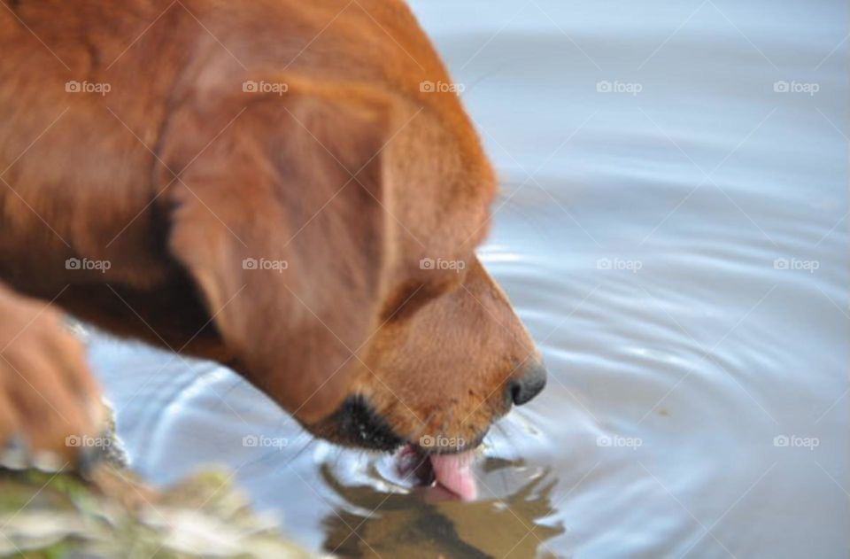 Bebendo água do rio