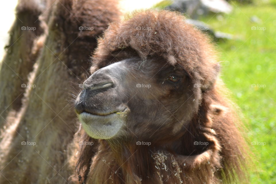 camel portrait